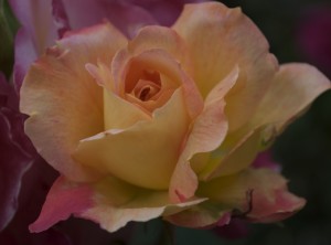 DSC_0042